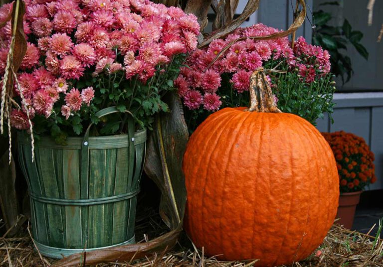 Elevate Your Home’S Coziness: 20 Inspiring Fall Decorating Ideas